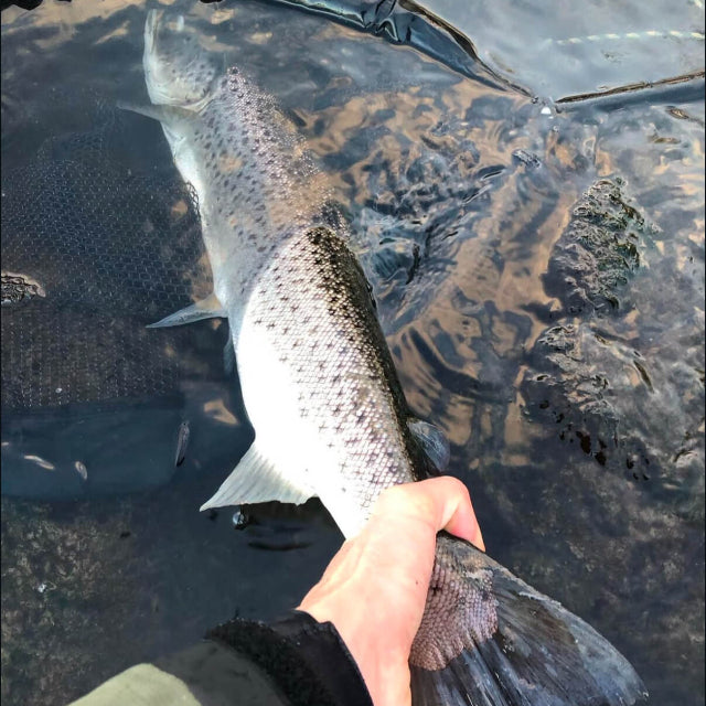 Our Top 5 Species in Scandinavia for Fly Fishing