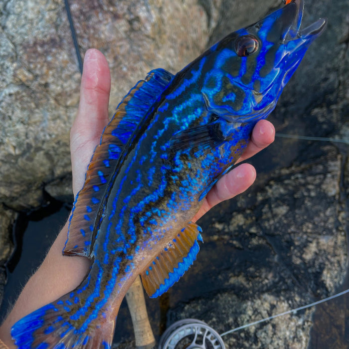 Saltwater Fly Fishing in Southern Norway