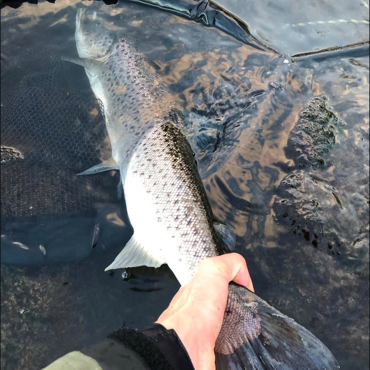 Sea Trout Fly Fishing Guiding in Denmark