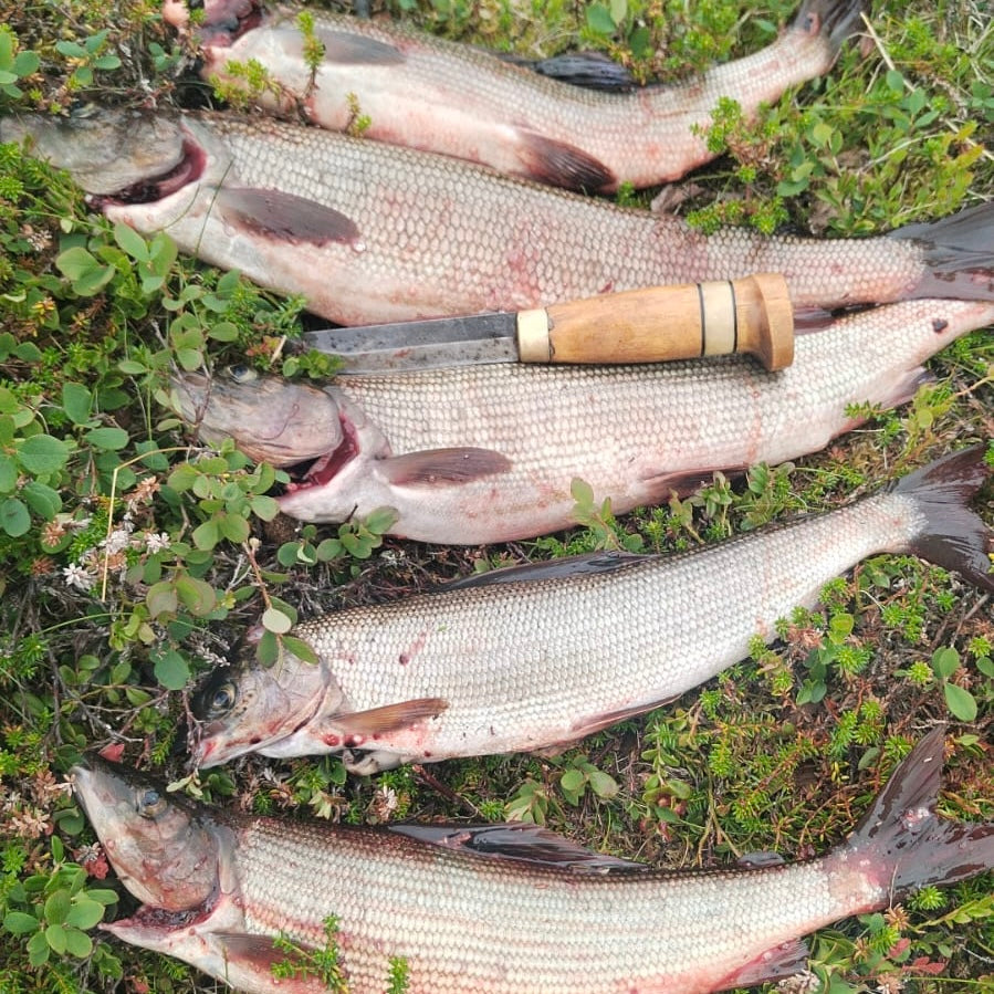 Trout and Grayling Fly Fishing in Finland