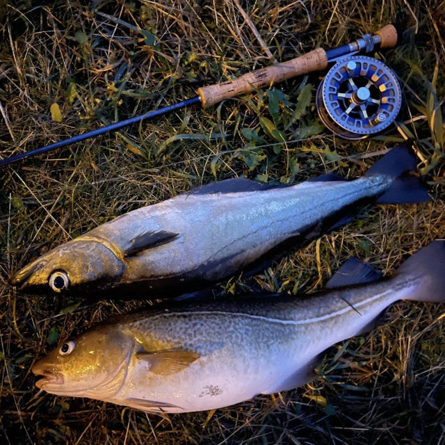 Saltwater Fly Fishing in Southern Norway