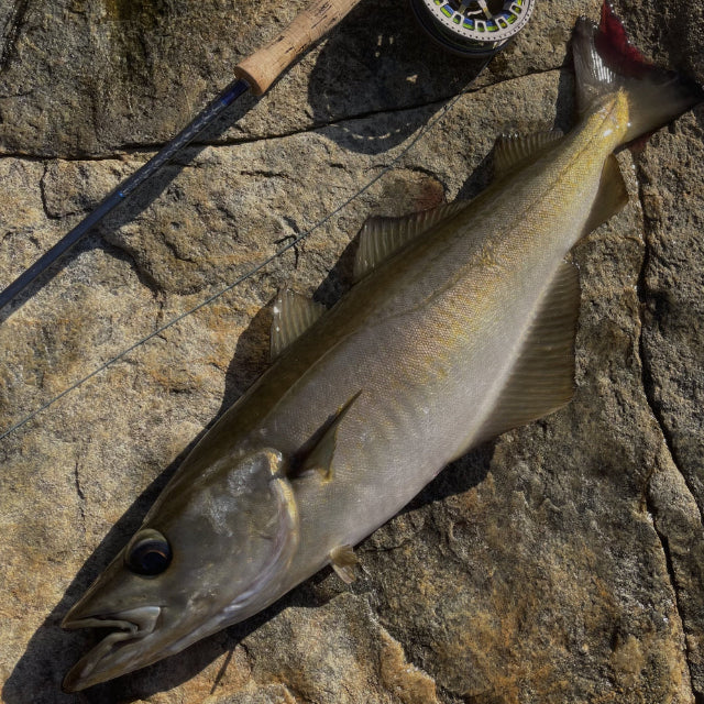 Saltwater Fly Fishing in Southern Norway