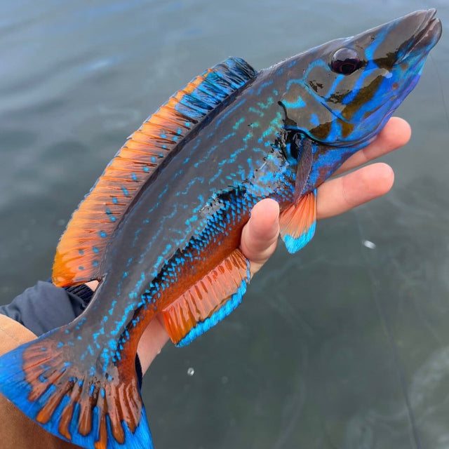 Saltwater Fly Fishing in Southern Norway